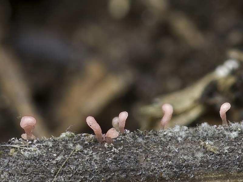 Typhula micans